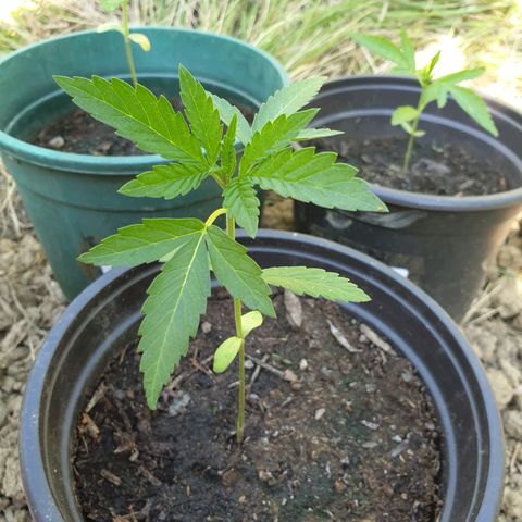 Crystal M.E.T.H. 1 growlog timeline photo