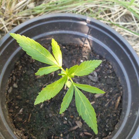 Crystal M.E.T.H. 2 growlog timeline photo