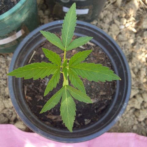 Crystal M.E.T.H. 1 growlog timeline photo