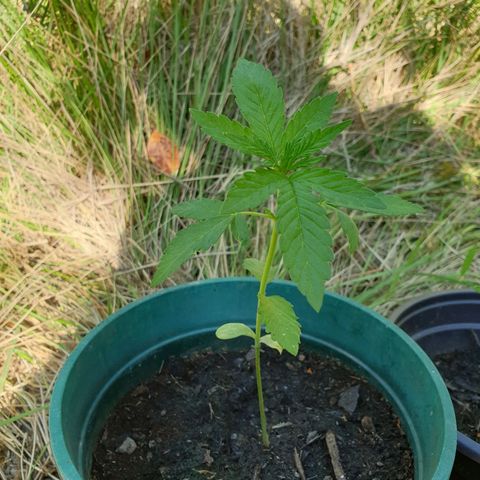 Génétique inconnue growlog timeline photo