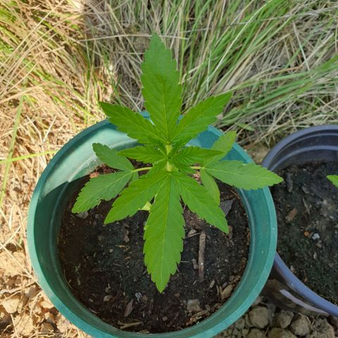 Génétique inconnue growlog timeline photo
