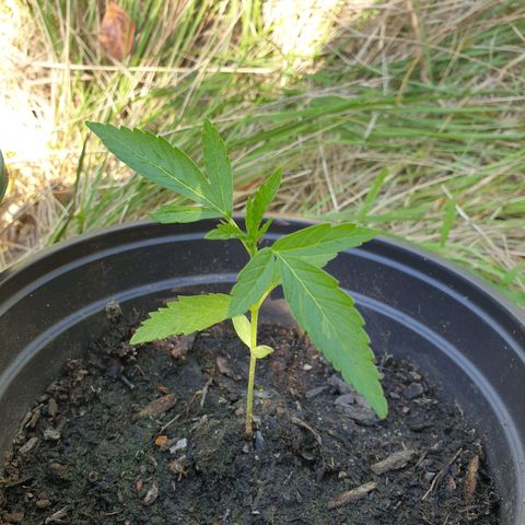 Crystal M.E.T.H. 2 growlog timeline photo