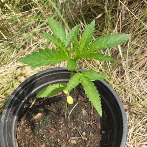 Crystal M.E.T.H. 1 growlog timeline photo