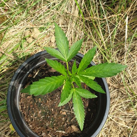 Crystal M.E.T.H. 1 growlog timeline photo