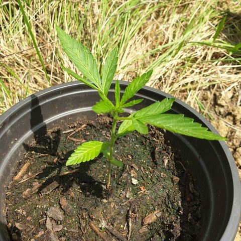 Crystal M.E.T.H. 2 growlog timeline photo