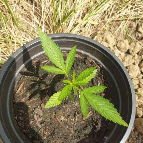 Crystal M.E.T.H. 2 growlog timeline photo