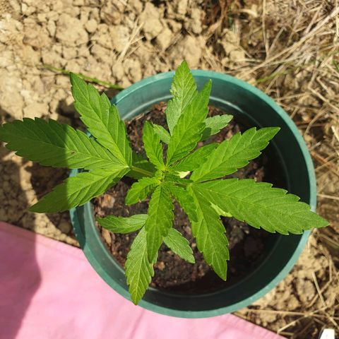 Génétique inconnue growlog timeline photo
