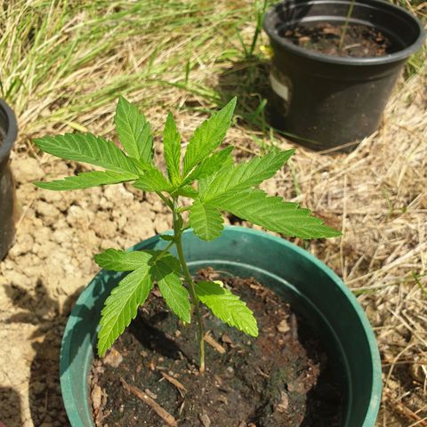 Génétique inconnue growlog timeline photo