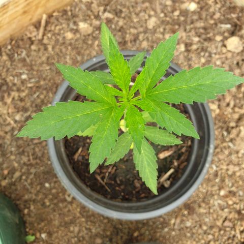 Crystal M.E.T.H. 1 growlog timeline photo