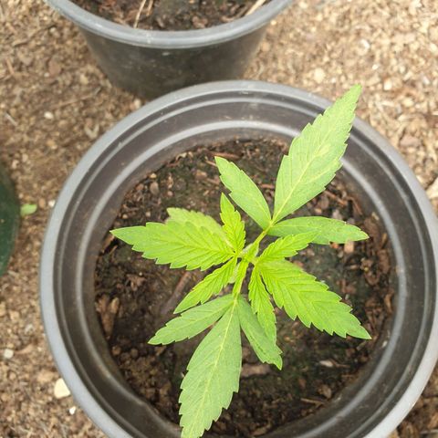Crystal M.E.T.H. 2 growlog timeline photo