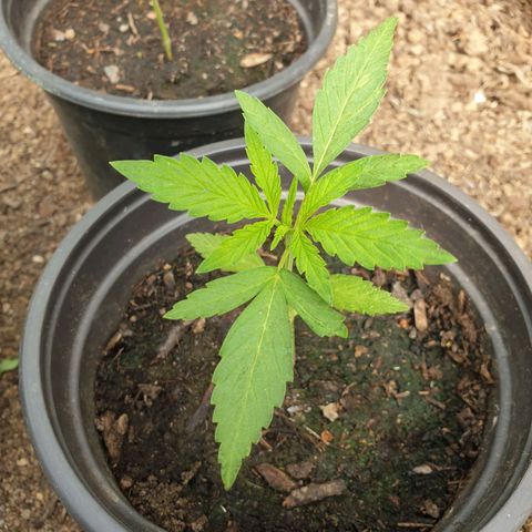 Crystal M.E.T.H. 2 growlog timeline photo
