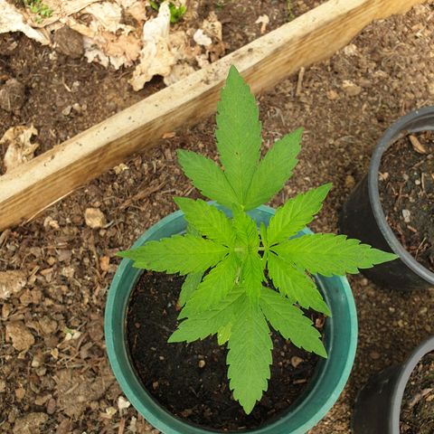 Génétique inconnue growlog timeline photo
