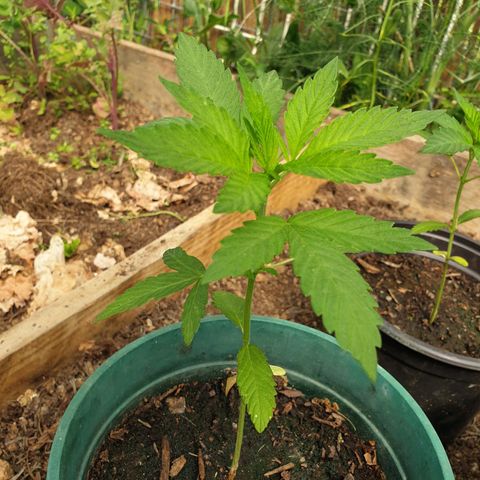 Génétique inconnue growlog timeline photo