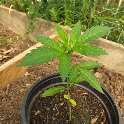 Crystal M.E.T.H. 1 growlog timeline photo