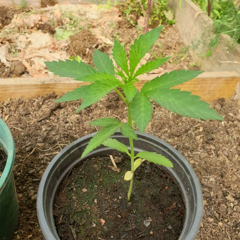 Crystal M.E.T.H. 1 growlog timeline photo