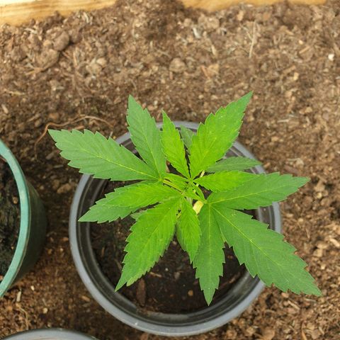 Crystal M.E.T.H. 1 growlog timeline photo