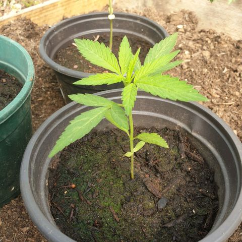 Crystal M.E.T.H. 2 growlog timeline photo