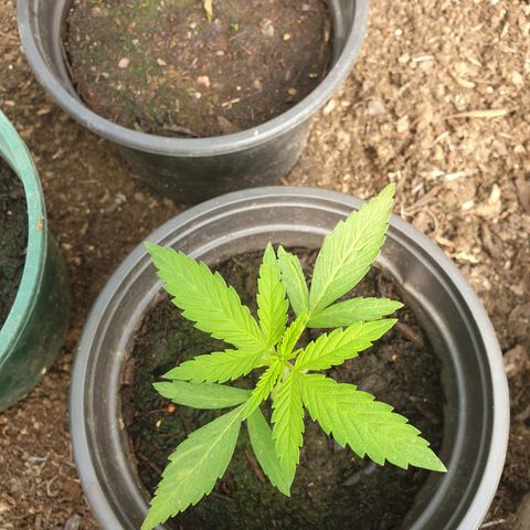 Crystal M.E.T.H. 2 growlog timeline photo