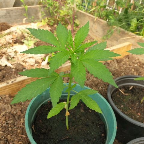 Génétique inconnue growlog timeline photo