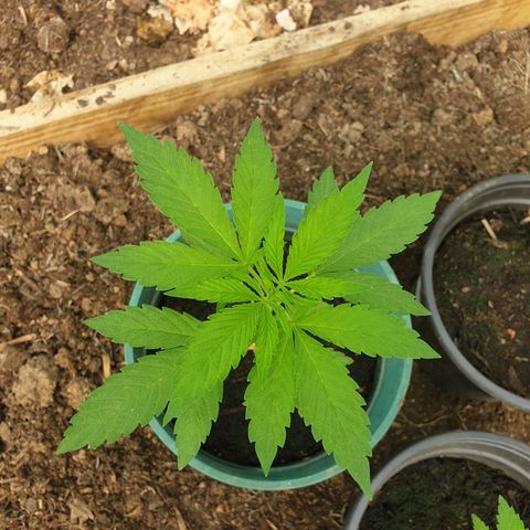 Génétique inconnue growlog timeline photo