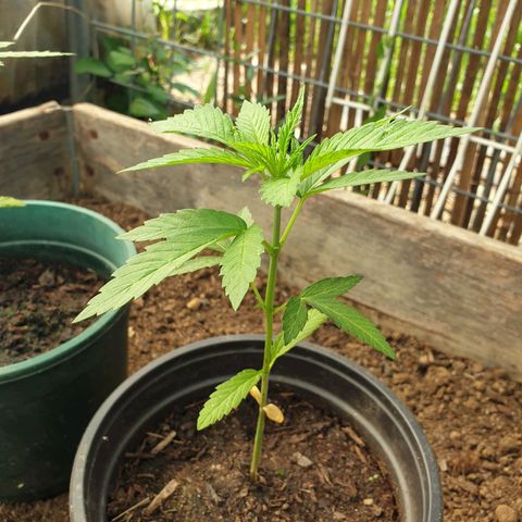 Crystal M.E.T.H. 1 growlog timeline photo