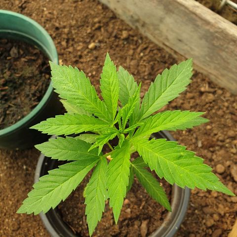 Crystal M.E.T.H. 1 growlog timeline photo