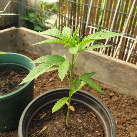 Crystal M.E.T.H. 1 growlog timeline photo