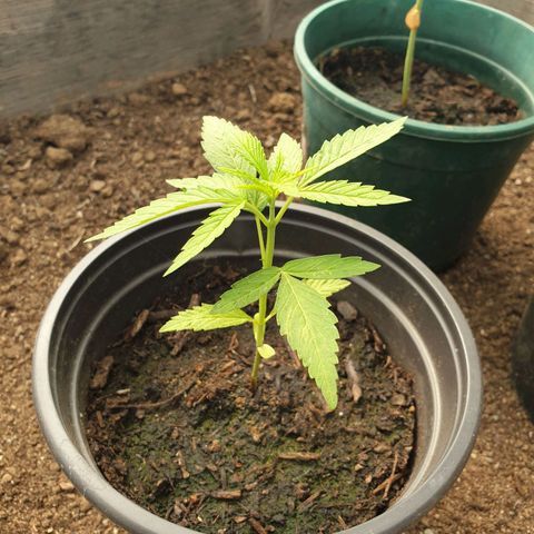 Crystal M.E.T.H. 2 growlog timeline photo
