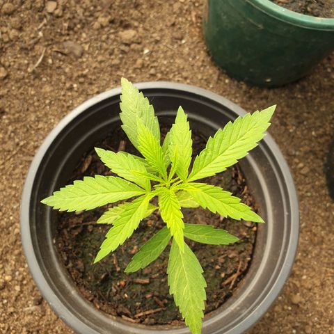 Crystal M.E.T.H. 2 growlog timeline photo