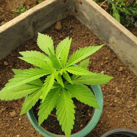 Génétique inconnue growlog timeline photo