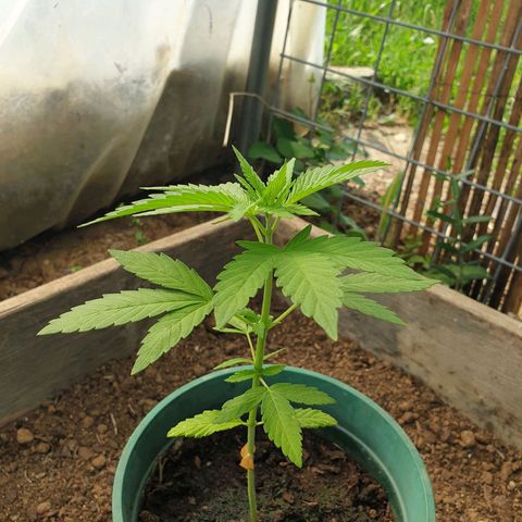 Génétique inconnue growlog timeline photo