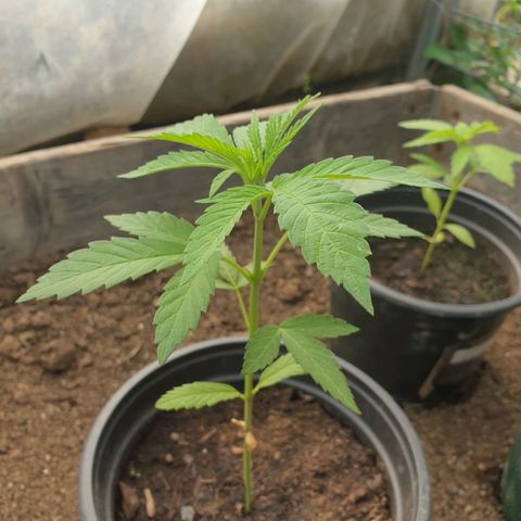 Crystal M.E.T.H. 1 growlog timeline photo