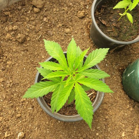 Crystal M.E.T.H. 1 growlog timeline photo