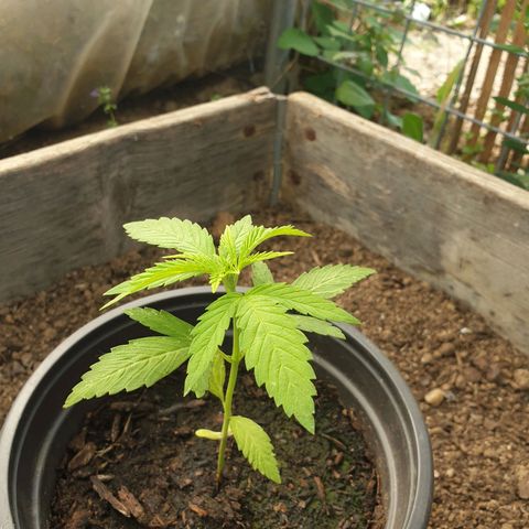 Crystal M.E.T.H. 2 growlog timeline photo