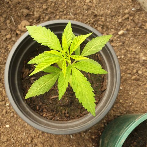 Crystal M.E.T.H. 2 growlog timeline photo
