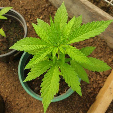 Génétique inconnue growlog timeline photo