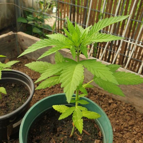 Génétique inconnue growlog timeline photo