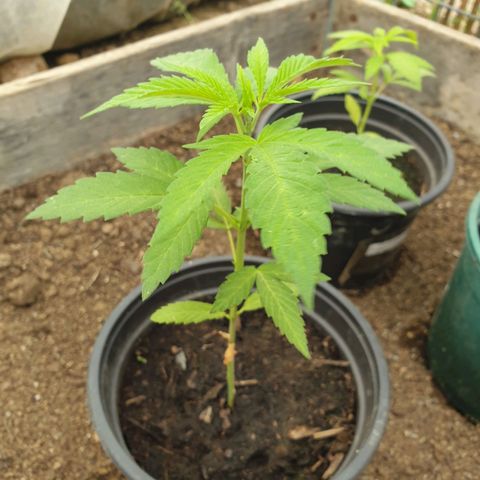 Crystal M.E.T.H. 1 growlog timeline photo