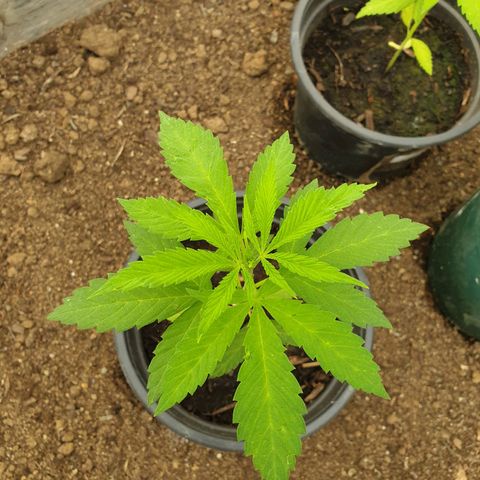 Crystal M.E.T.H. 1 growlog timeline photo