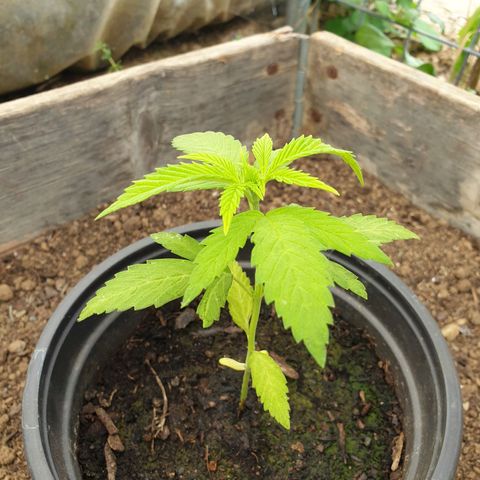 Crystal M.E.T.H. 2 growlog timeline photo