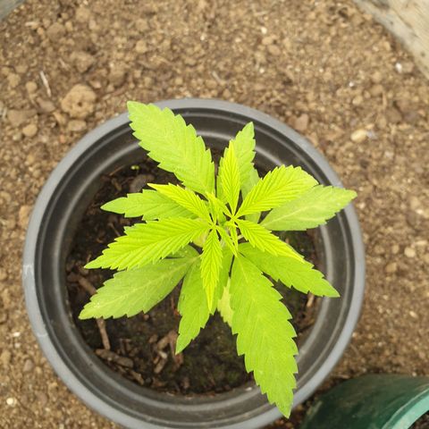 Crystal M.E.T.H. 2 growlog timeline photo