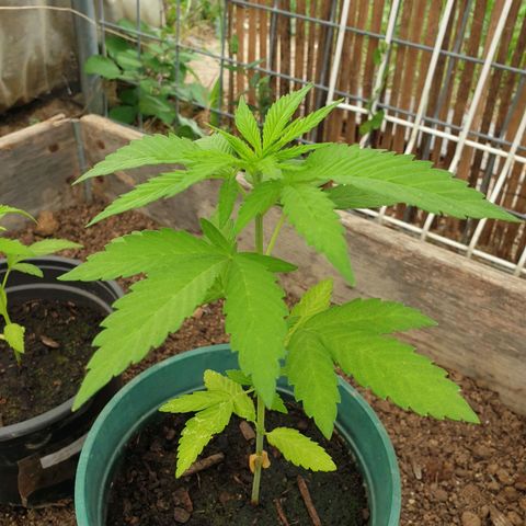 Génétique inconnue growlog timeline photo