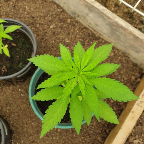 Génétique inconnue growlog timeline photo
