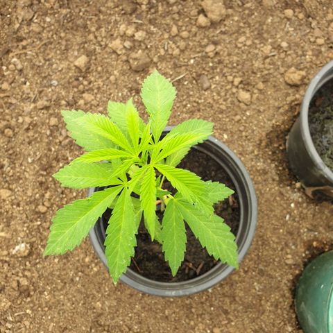 Crystal M.E.T.H. 1 growlog timeline photo