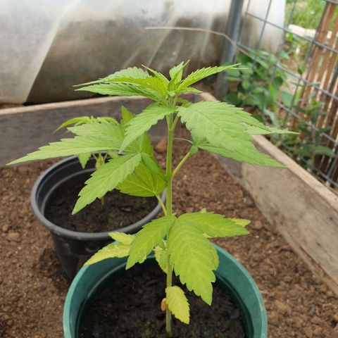 Génétique inconnue growlog timeline photo