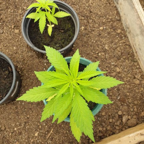 Génétique inconnue growlog timeline photo