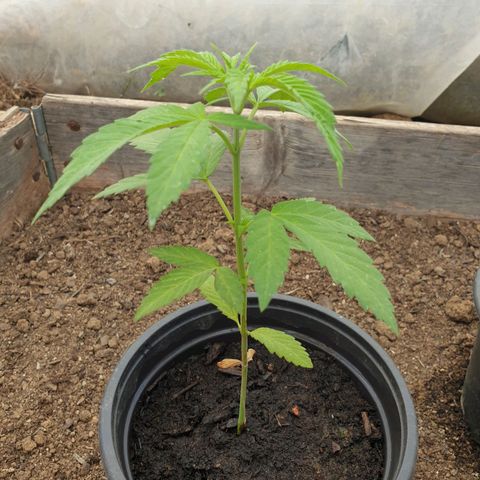 Crystal M.E.T.H. 1 growlog timeline photo