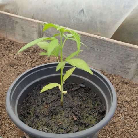 Crystal M.E.T.H. 2 growlog timeline photo