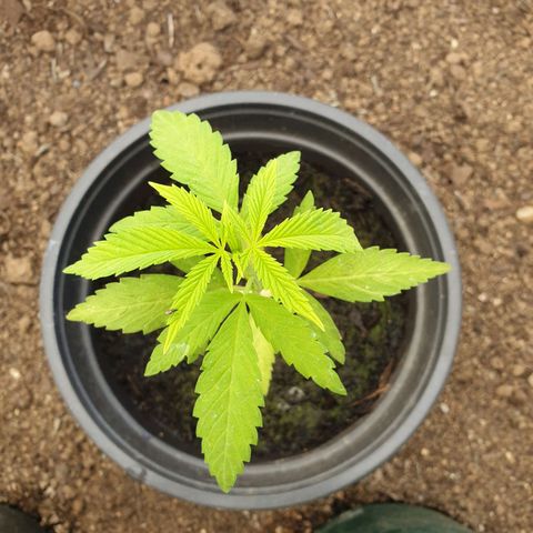 Crystal M.E.T.H. 2 growlog timeline photo