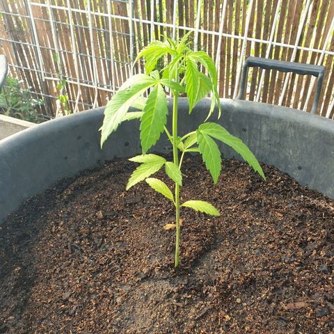 Crystal M.E.T.H. 1 growlog timeline photo